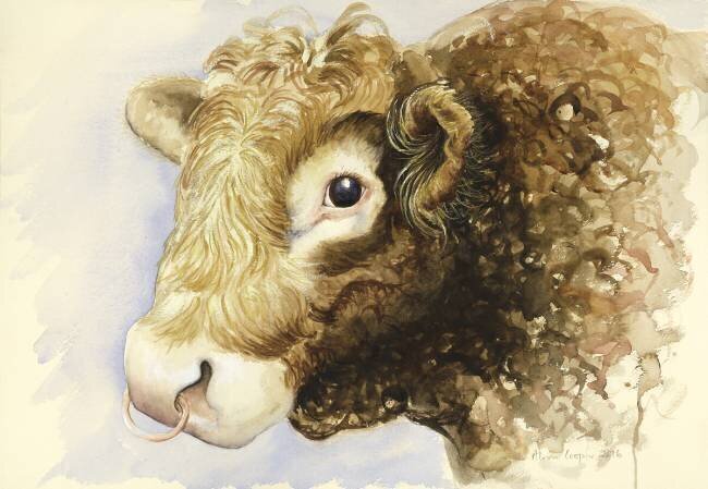 Adam the Bull Alison Cooper