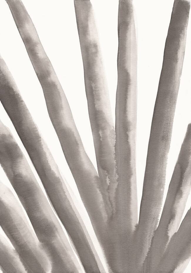 Aloe Vera 1x Studio