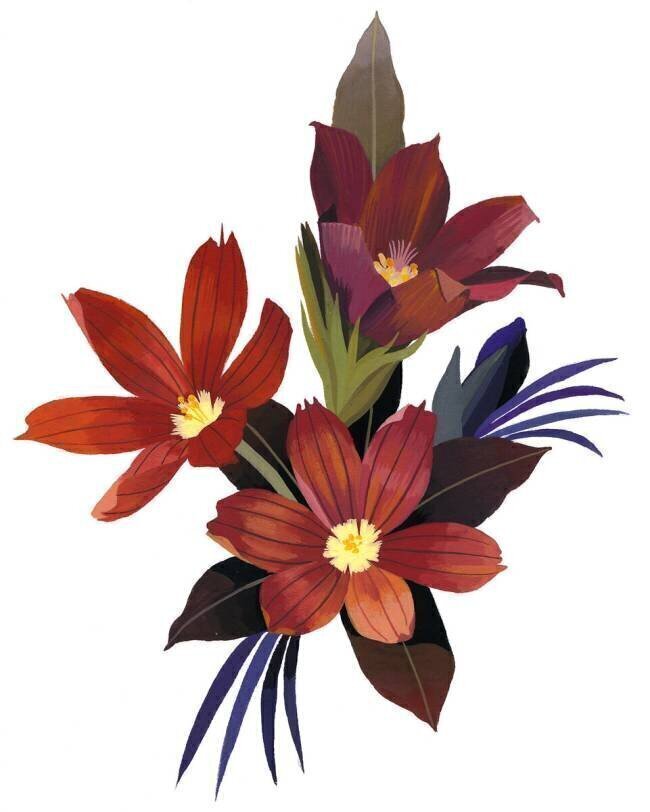 Arranged Sisyrinchium rosulatum Hiroyuki Izutsu