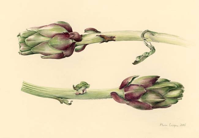 Artichokes Alison Cooper