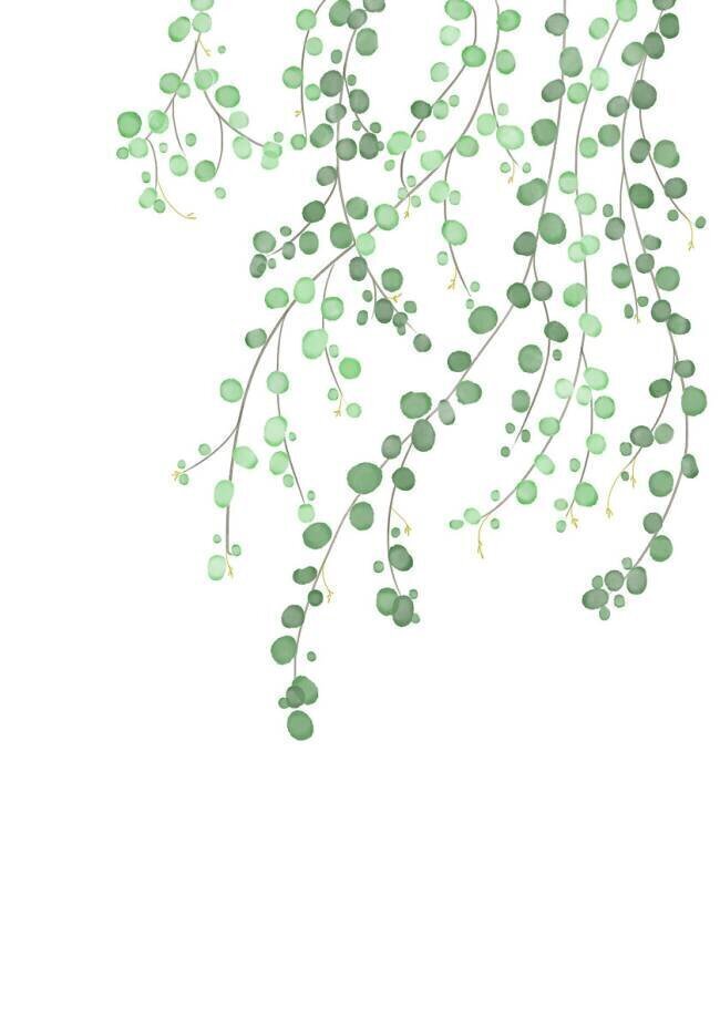Birch Tree 1x Studio