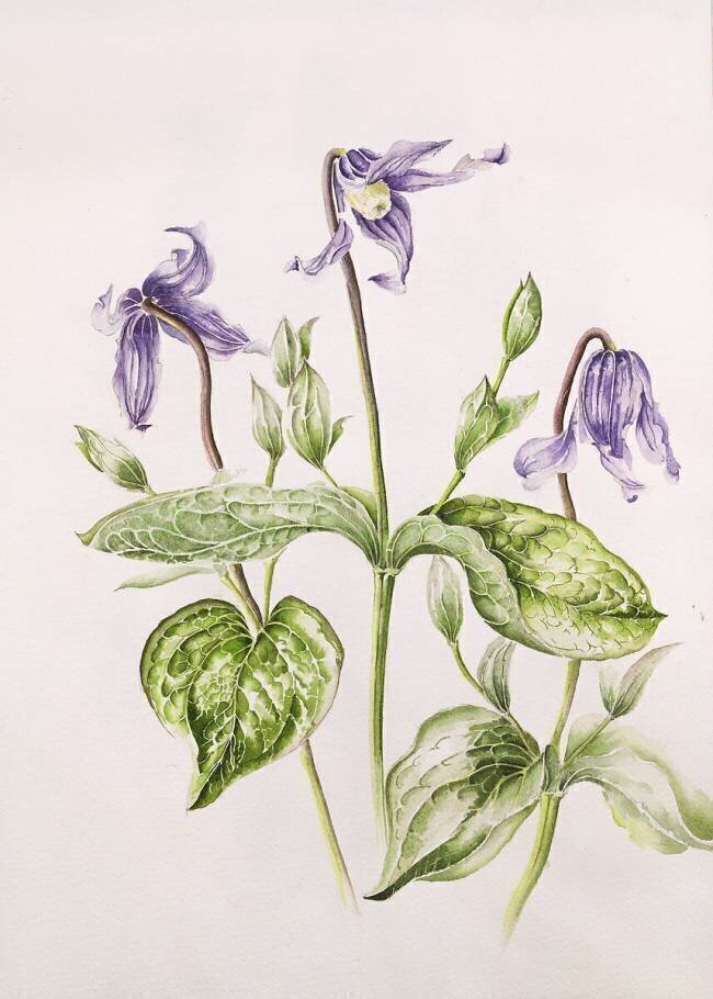 Clematis Integrifolia Alison Cooper