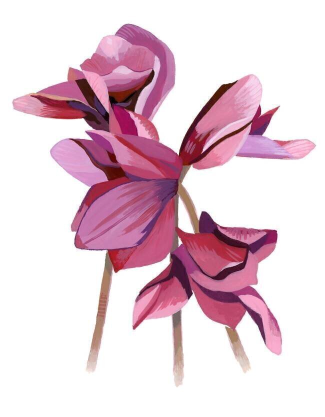 Cyclamen Hiroyuki Izutsu