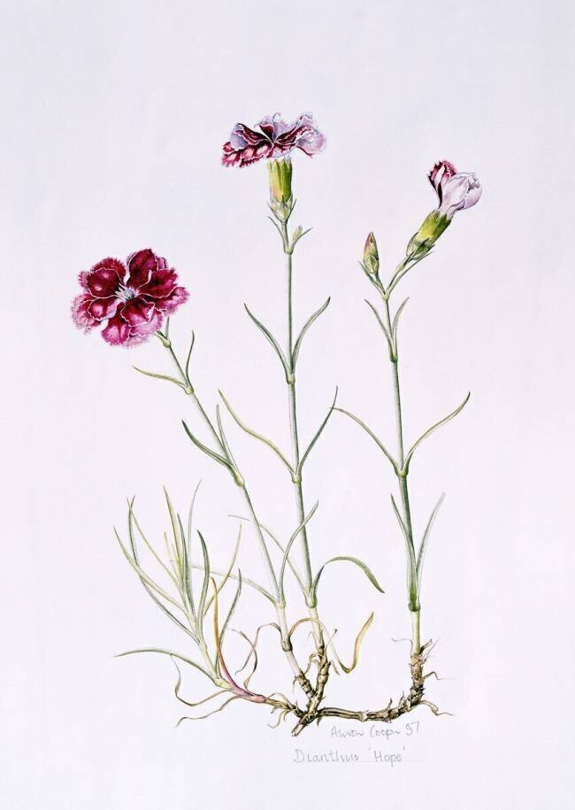 Dianthus Alison Cooper