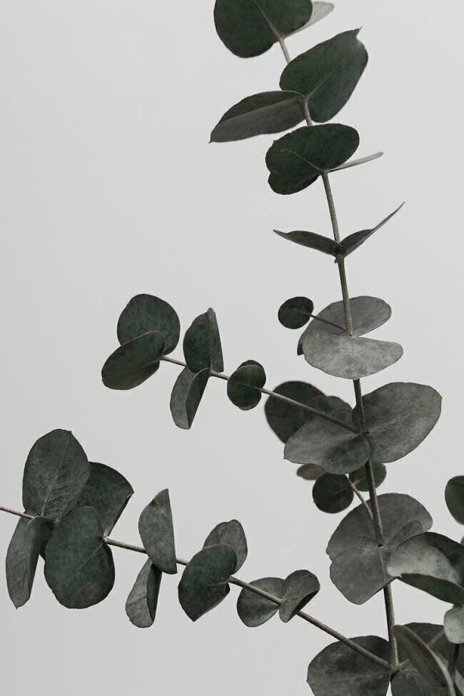 Eucalyptus Natural 05 1x Studio III