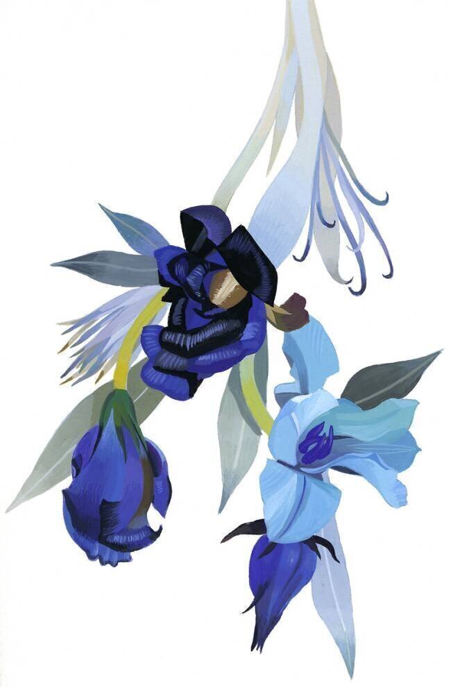 Flower drawn with blue tone Hiroyuki Izutsu
