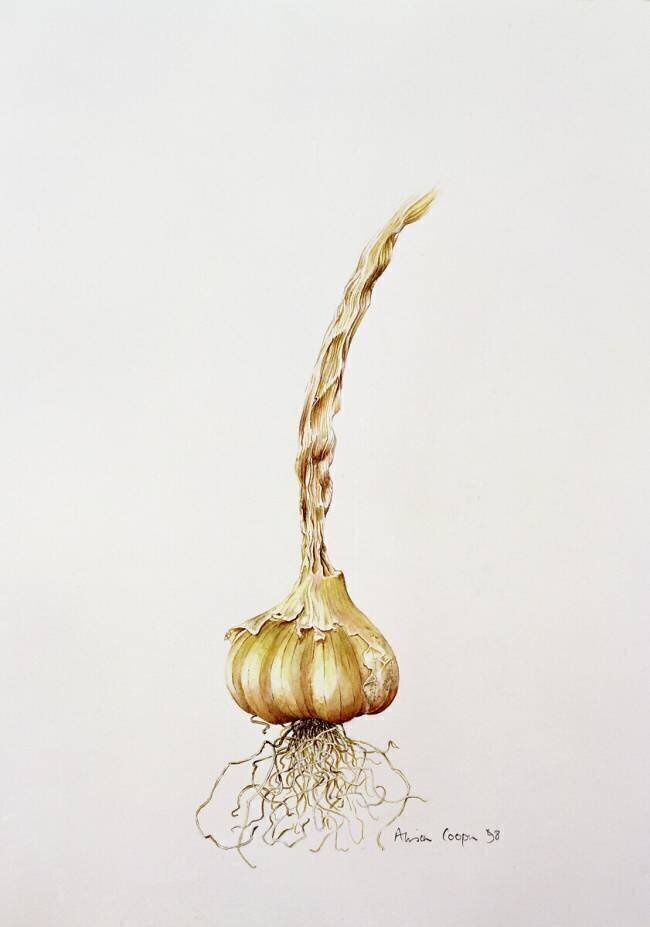 garlic Alison Cooper