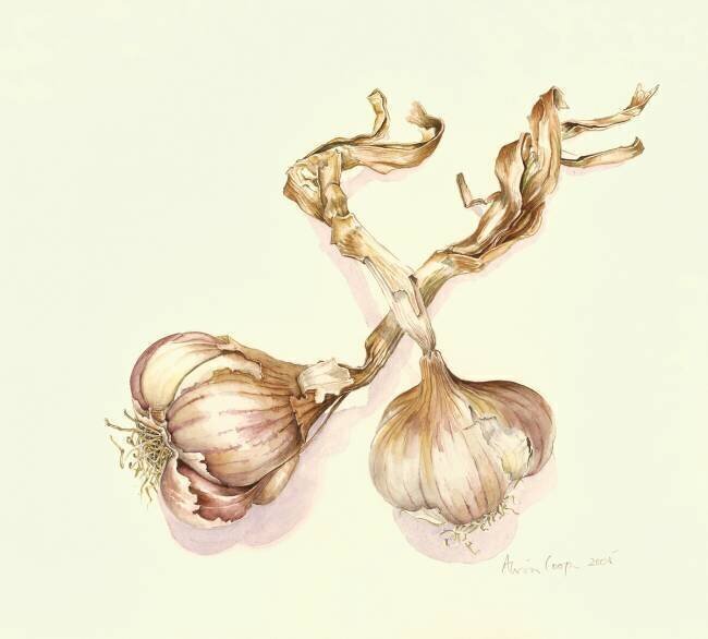Garlic bulbs Alison Cooper
