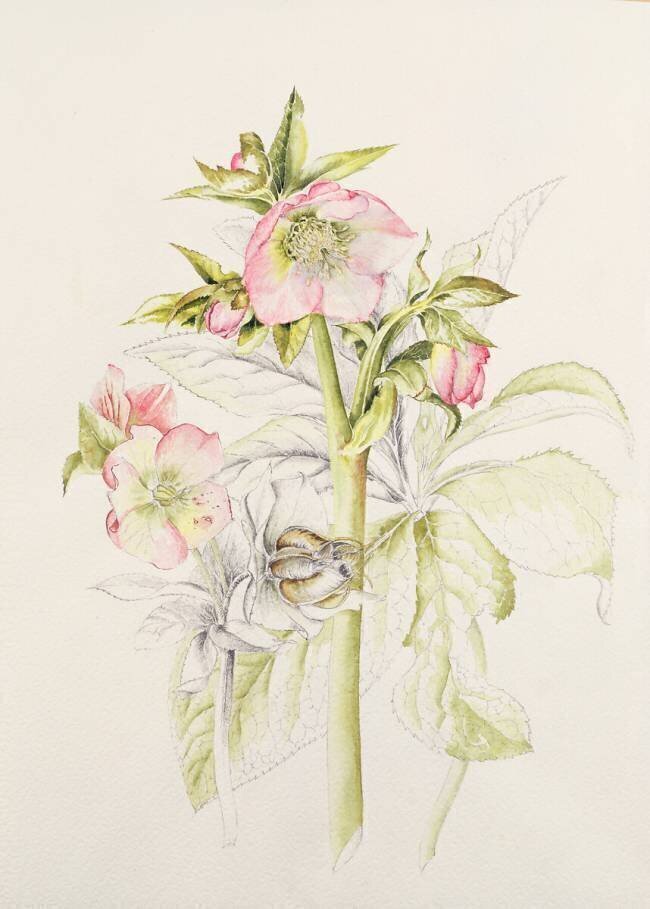 Hellebores Alison Cooper