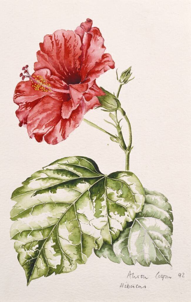 Hibiscus Alison Cooper