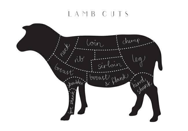 Lamb Cuts 1x Studio II