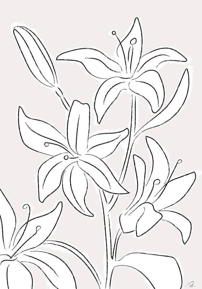 Lillies No 03 1x Studio II