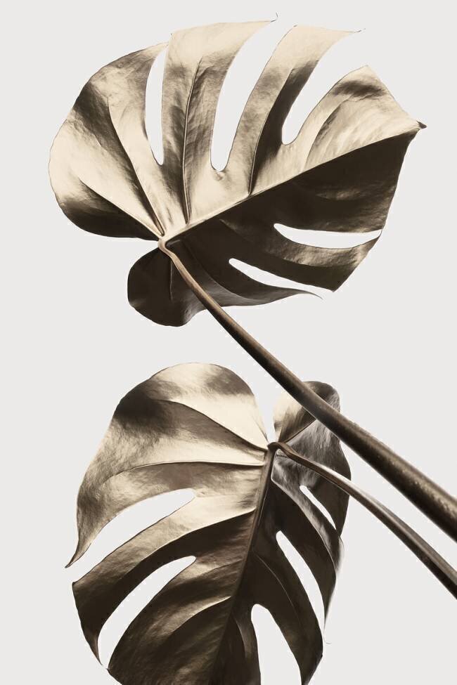 Monstera Gold 08 1x Studio III
