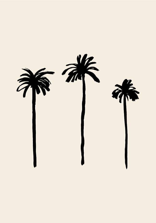 Palm Trees 1x Studio