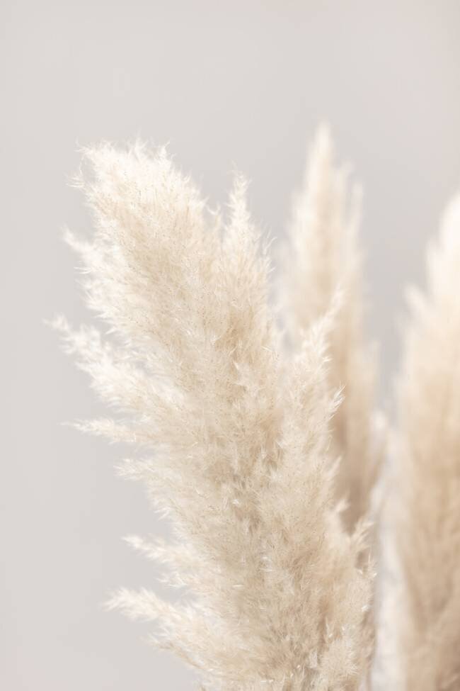 Pampas Grass Grey 03 1x Studio III