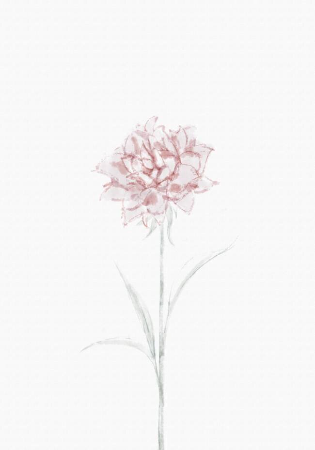 Peony 02 1x Studio II