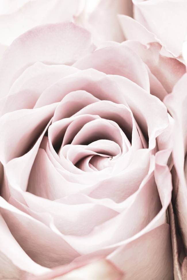 Pink Rose No 06 1x Studio III