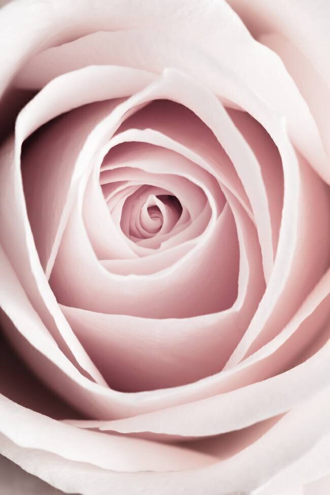 Pink Rose No 1 1x Studio III