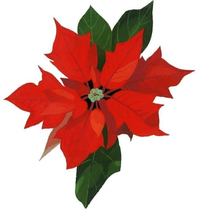 Poinsettia Hiroyuki Izutsu