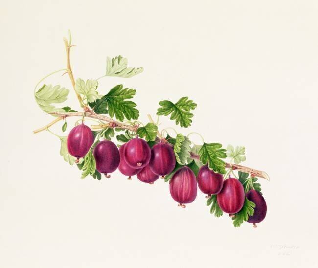 Purple Gooseberry William Hooker