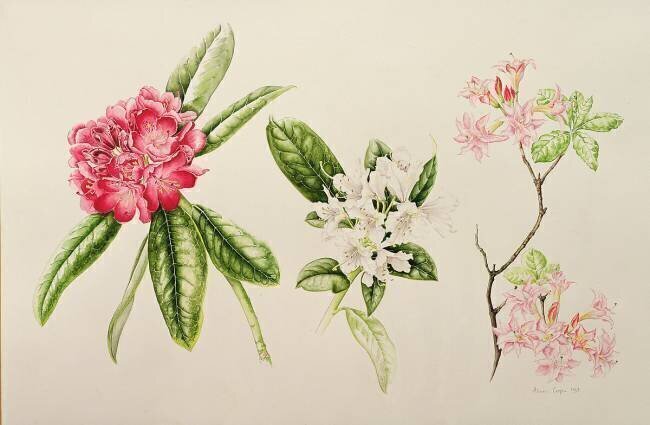 Rhododendron Alison Cooper
