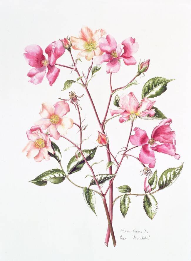Rosa Mutabilis Alison Cooper