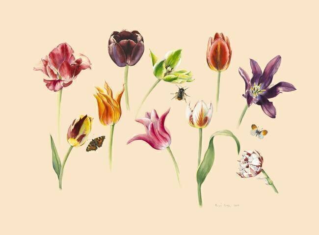 Spring tulips and insects Alison Cooper