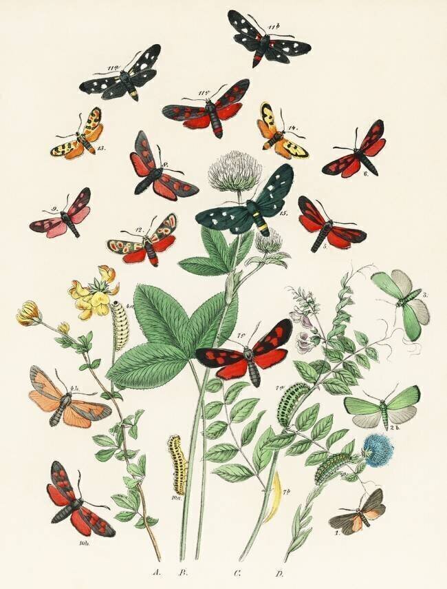 A kaleidoscope of fluttering butterflies and caterpillars William Forsell Kirby
