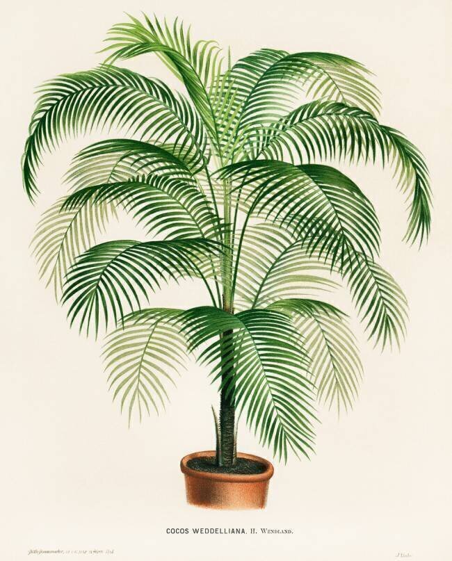 A lithograph of Cocos Weddelliana Paul de Longpré