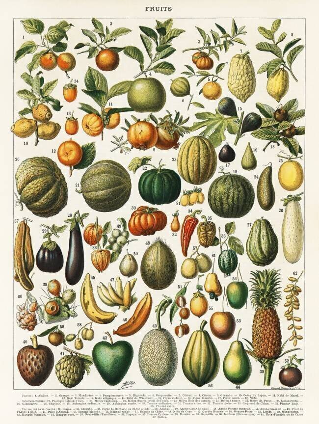 A vintage illustration of a wide variety of fruits and vegetables Larousse