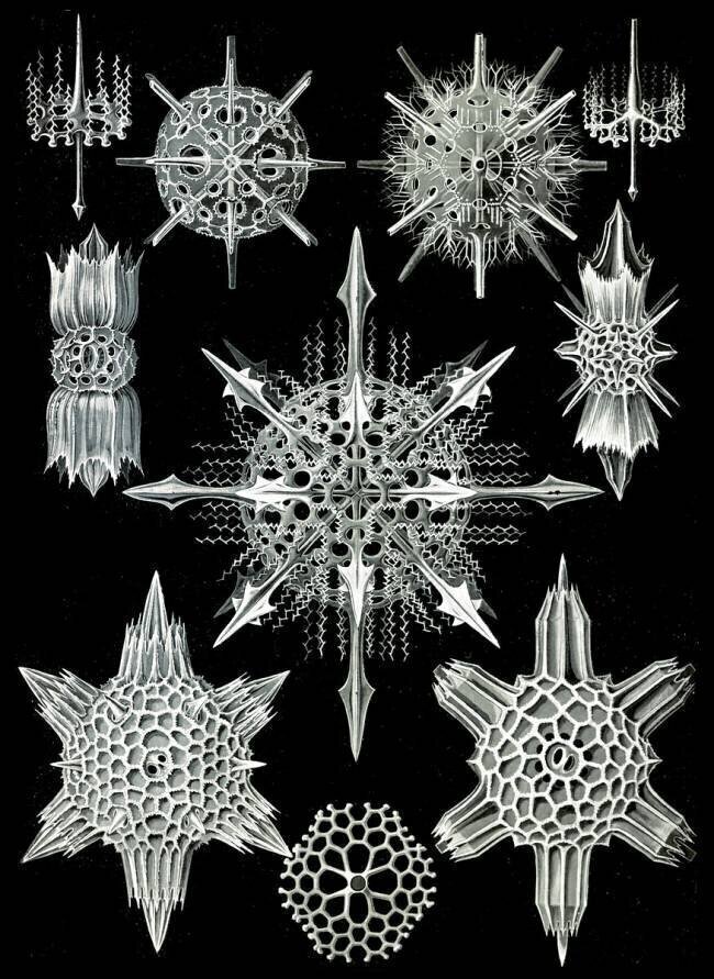Acantharea, Radiolaria Ernst Haeckel