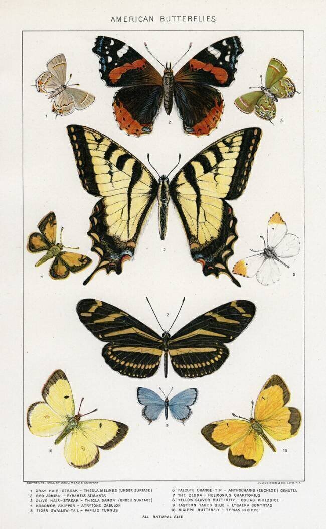 American Butterflies Julius Bien
