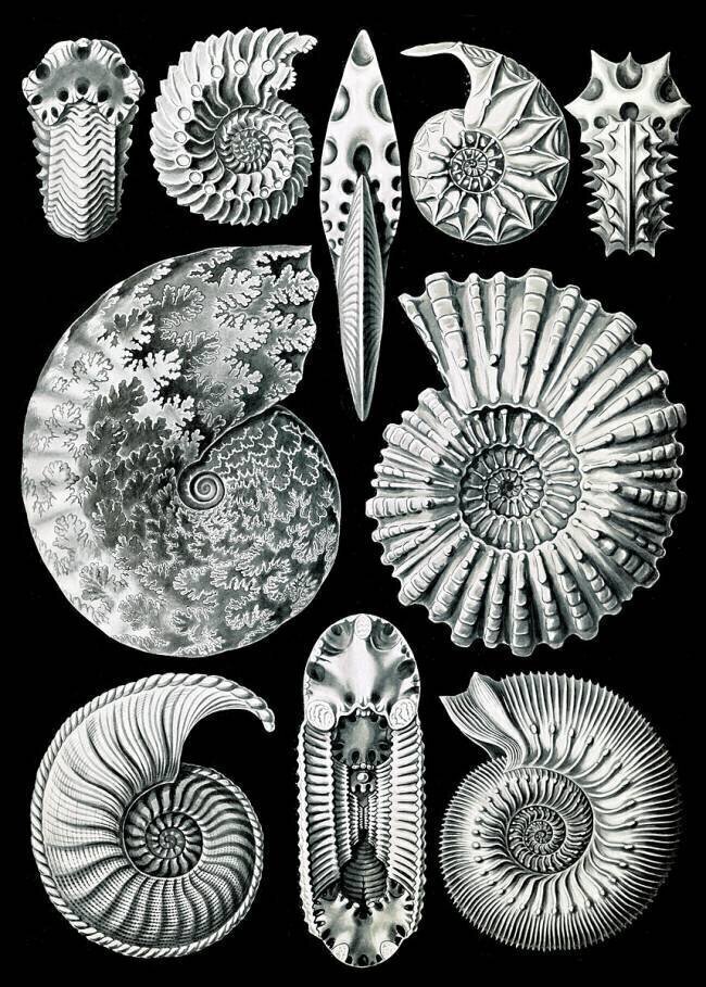 Ammonite, Extinct Marine Mollusk Ernst Haeckel