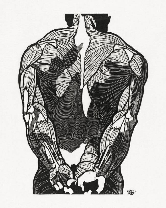 Anatomical study of a man's back muscles Reijer Stolk