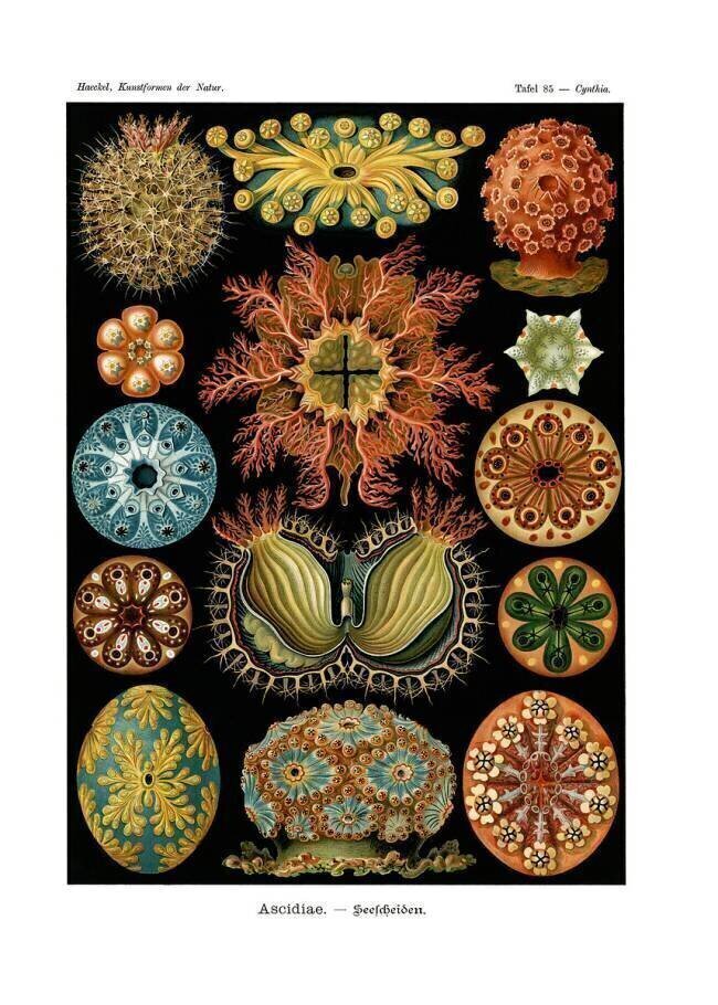 Ascidiae Ernst Haeckel