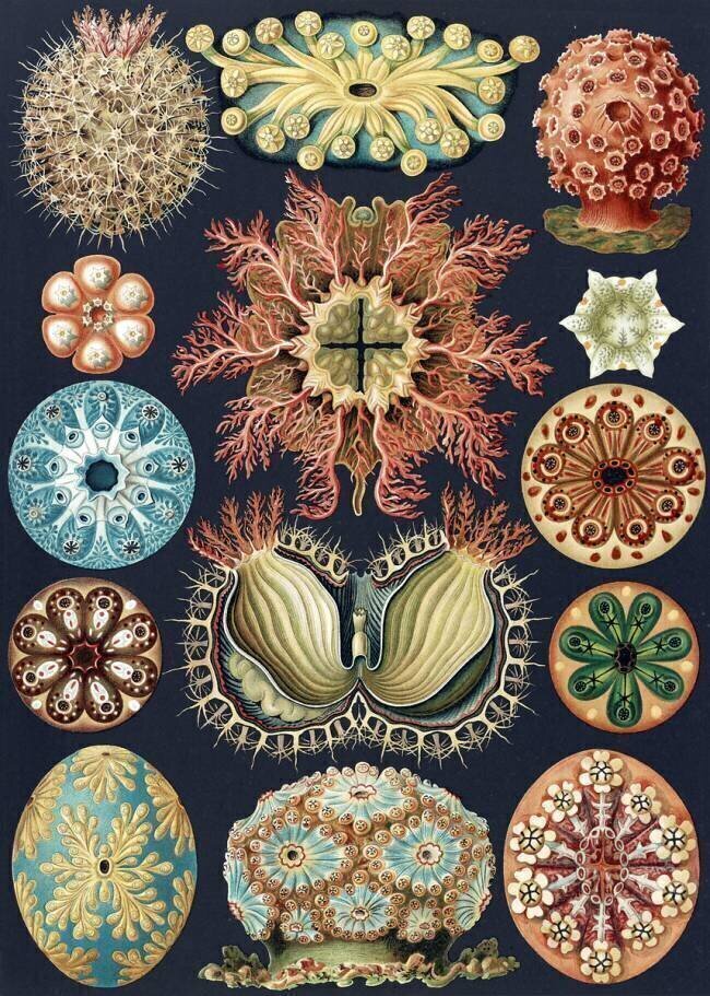 Ascidiae sea squirts Ernst Haeckel