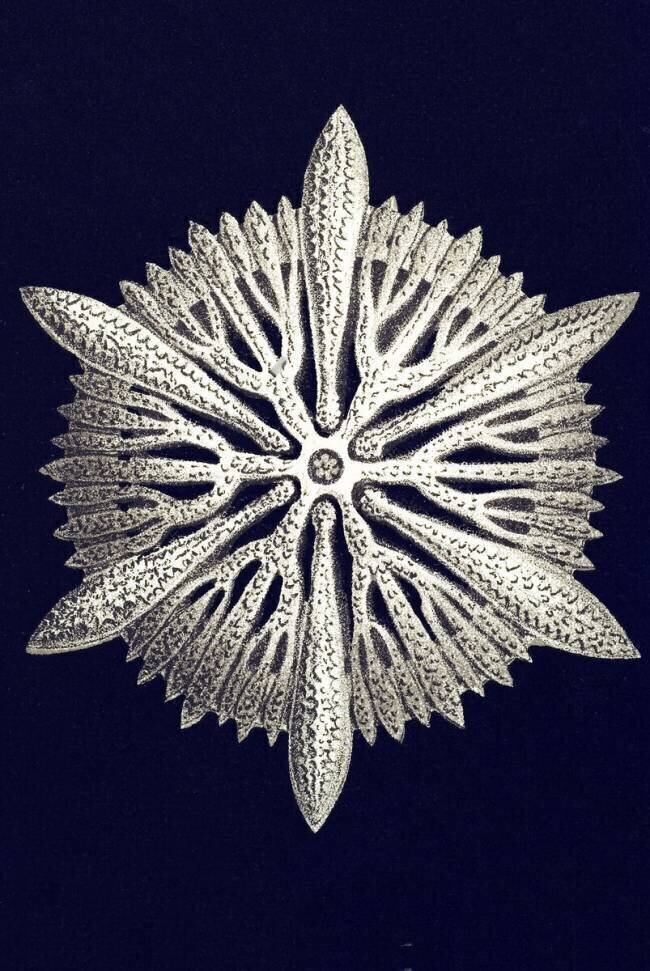 Astrocyathus paradoxus Ernst Haeckel