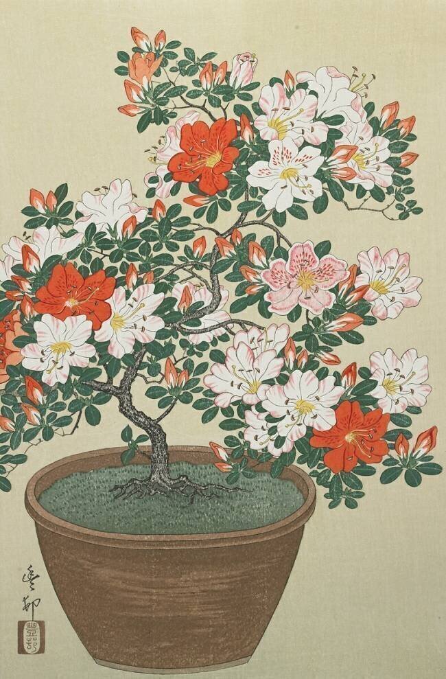 Azalea in Pot Ohara Koson
