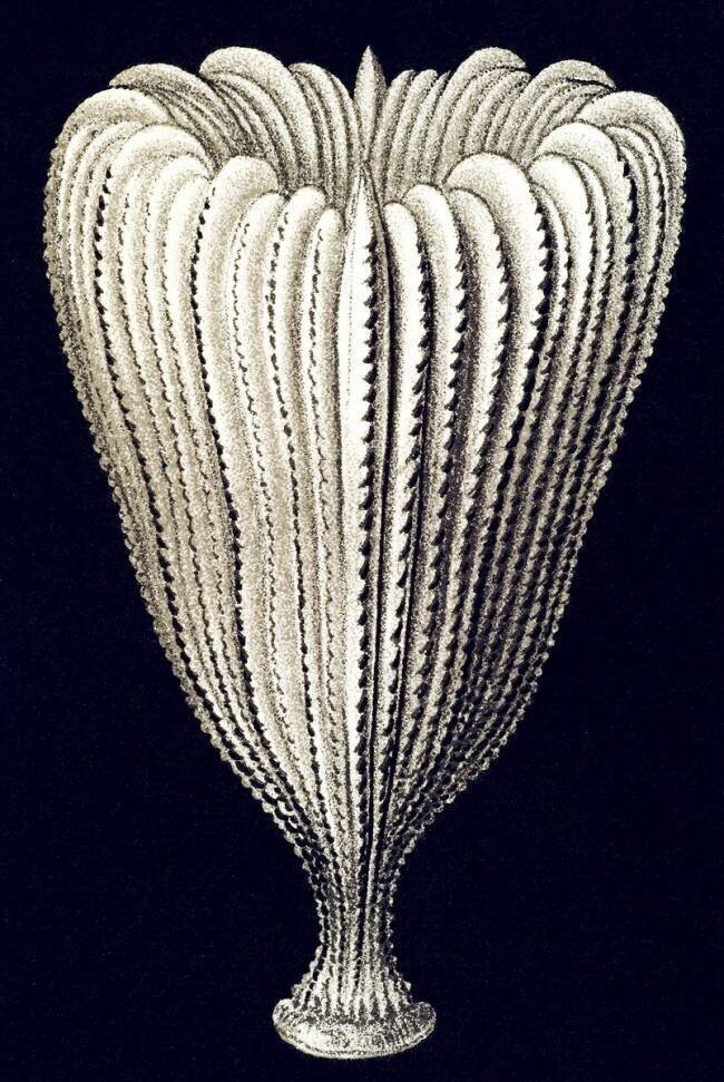 Balanophylia floridana Ernst Haeckel