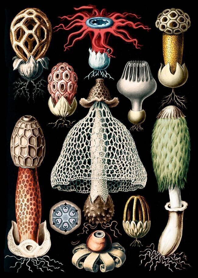 Basidiomycota, Stinkhorn Mushrooms Ernst Haeckel