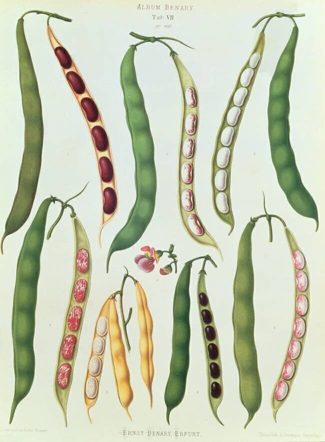 Beans Ernst Benary