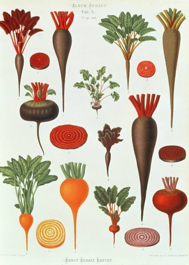 Beetroot Ernst Benary