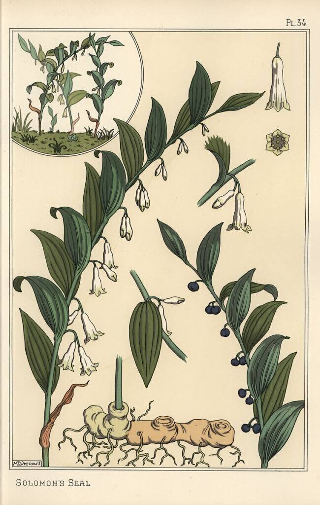 Botanical illustration of Solomon's seal Eugène Grasset
