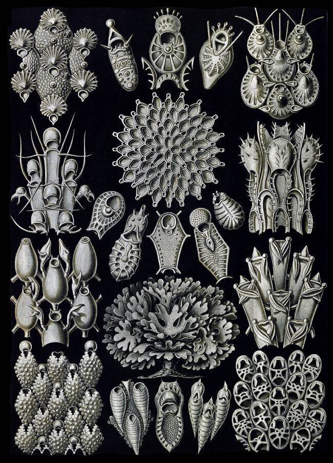 Bryozoa Ernst Haeckel
