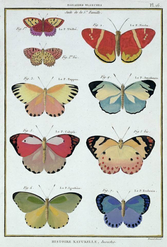 Butterflies from 'Histoire Naturelle des Insectes'  Robert Bénard