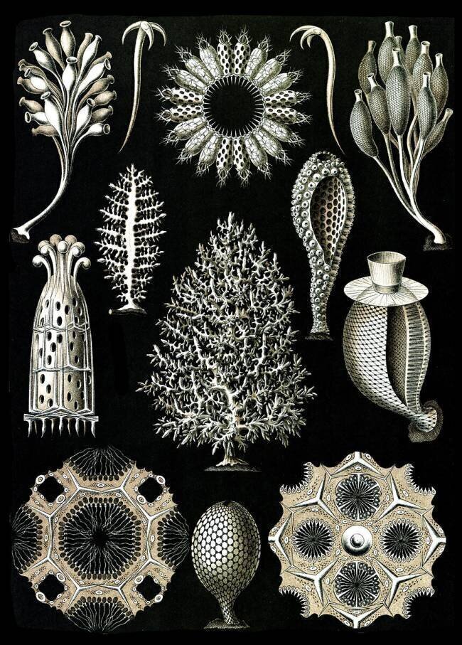Calcareous Sponges Ernst Haeckel