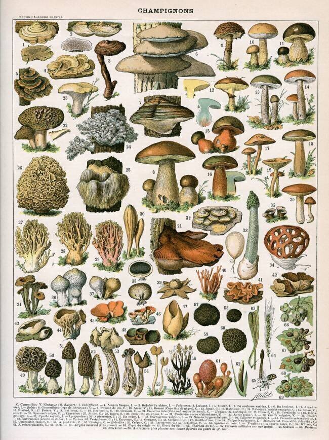 Champignons anonymous