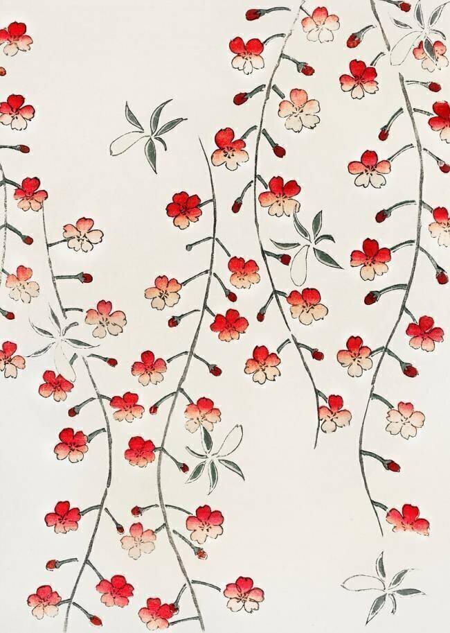 Cherry blossom Watanabe Seitei