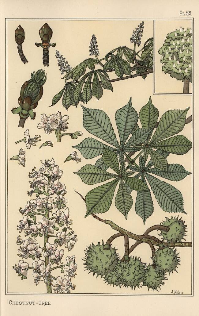 Chestnut tree Eugène Grasset