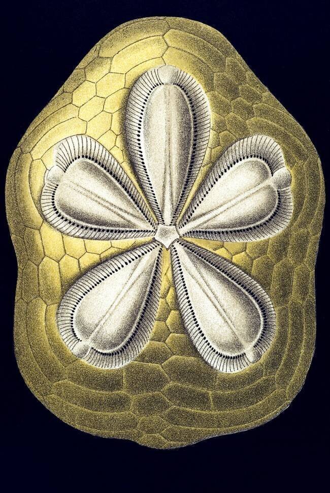 Clypeaster rosaceus Ernst Haeckel